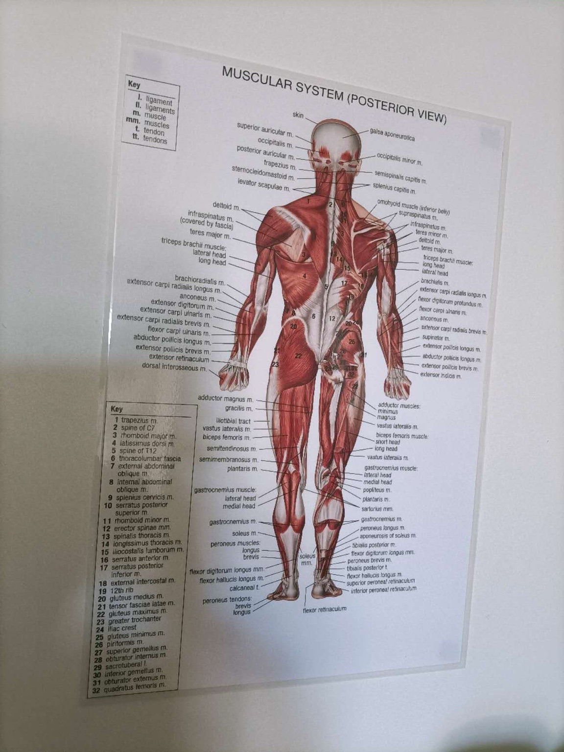 Muscular system poster (posterior)