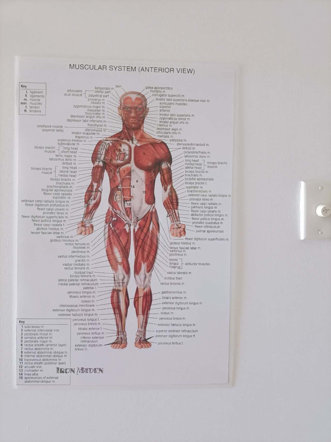 Muscular system poster (anterior)